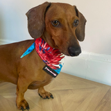 Dog Bandana Blue Floral Print