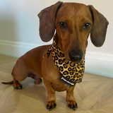 Dachshund wearing a leopard print harness on a wooden floor.