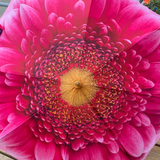 Ladies Umbrella Pink Gerbera Bloom Walking