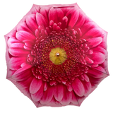 Ladies Umbrella Pink Gerbera Bloom Walking
