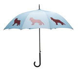 San Francisco Umbrella Cavalier King Charles